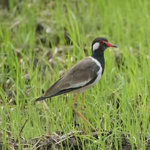 Red-wattled Lapwing (Vanellus indicus)