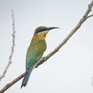 Blue-tailed Bee-eater (Merops philippinus)