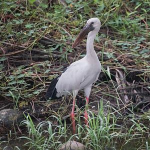 Asian Openbill (Anastomus oscitans)