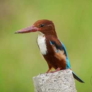 White-throated Kingfisher (Halcyon smyrnensis)