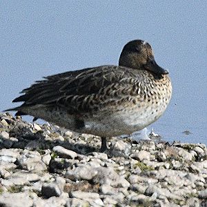 ID Please? taken from one of the hides 17 08 2024