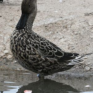 Shoveler ID please? possible female 17 08 2024 taken in captive collection