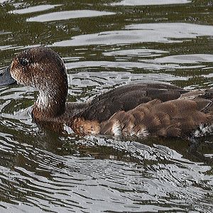 ID please? taken 17 04 2024 in captive collection