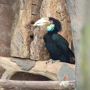 Wreathed Hornbill (Rhyticeros undulatus)