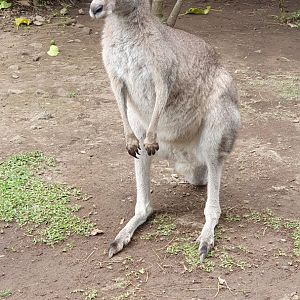 Eastern Grey Kangaroo (Macropus giganteus)