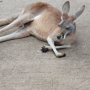 Red Kangaroo (Macropus rufus)