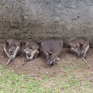 Dusky Pademelon (Thylogale brunii)