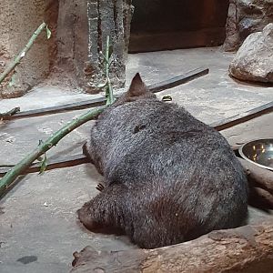 Mainland Common Wombat (Vombatus ursinus hirsutus)