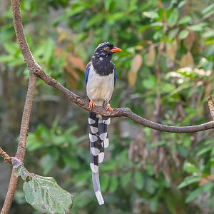 Red-billed Blue Magpie