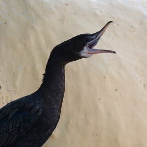 Little cormorant (Microcarbo niger)