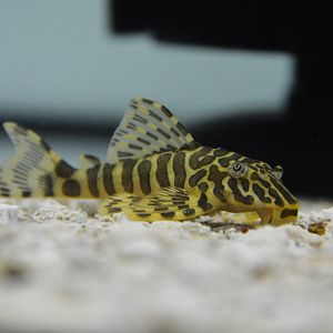 Leopard frog pleco (Peckoltia compta "L134")
