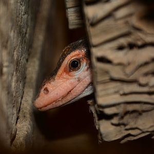 Torch monitor (Varanus obor)