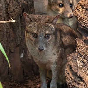 Spotted fanaloka (Fossa fossana)
