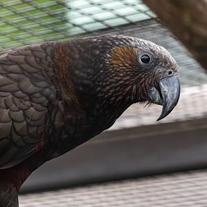Northern kaka (Nestor meridionalis septentrionalis)