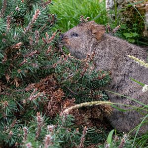 Quokka (Setonix brachyurus)