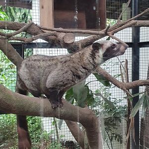 Asian Palm Civet (Paradoxurus hermaphroditus)