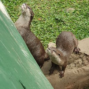 Asian Small-Clawed Otter (Aonyx cinereus)