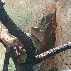 Ashy Pit Viper (Craspedocephalus puniceus)