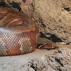 Blood Python (Python brongersmai)