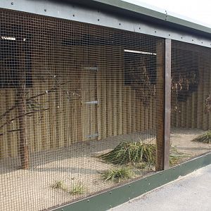 New aviary for prince of Wales parakeet