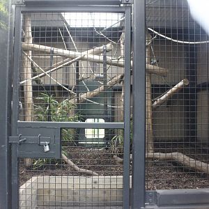 New Patas monkeys house interior