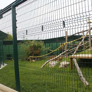 New out door area for Patas monkeys