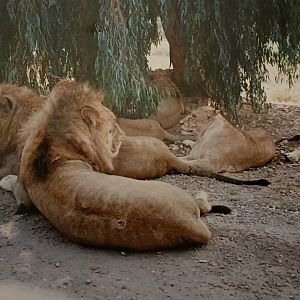 Lions