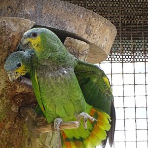 Orange-winged Amazon chick's first day looking at the outside world, 17th August 2024