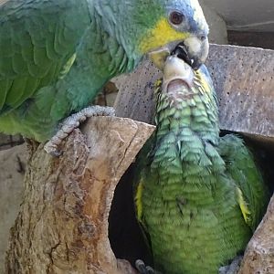 Orange-winged Amazon chick being fed, 17th August 2024