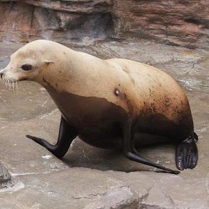 Australian Sea Lion (Neophoca cinerea)