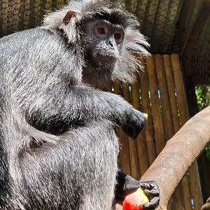 West Javan Langur
