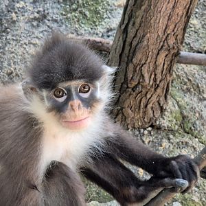 Natuna Island Surili