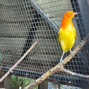 Flame Bowerbird