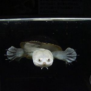 Northern Snake-necked Turtle (Macrochelodina rugosa)