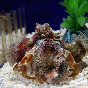 Anemone Hermit Crab (Dardanus pedunculatus)