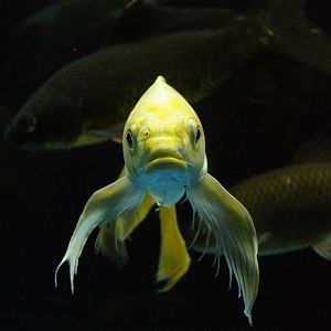 Butterfly Koi (Cypirnus carpio var.flavipinnis)