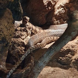 Oriental Rat Snake (Ptyas mucosa)