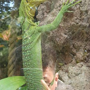 Green Tree Monitor (Varanus prasinus)