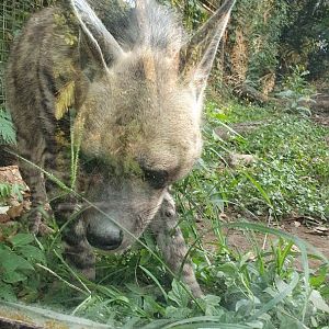 Striped Hyena (Hyaena hyaena)