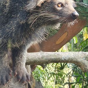 Binturong (Arctitis binturong)