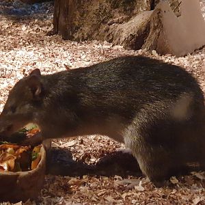Raffray's Bandicoot (Peroryctes raffrayana)