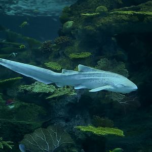 Zebra Shark