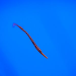 Many Banded Pipefish