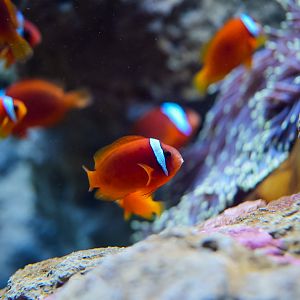 Tomato Clownfishes