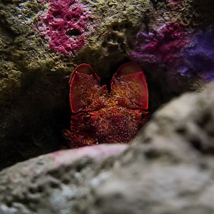 Blunt Slipper Lobster