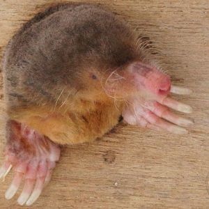 Small Japanese Mole (Mogera imaizumii)