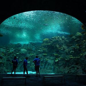 'The Reef' main viewing window