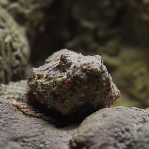 Devil Scorpionfish