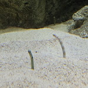 Spotted Garden Eel & Splendid Garden Eel