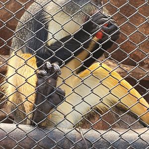 Wolf's Guenon (Cercopithecus wolfi)